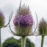 Fotografia 11 da espécie Dipsacus fullonum do Jardim Botânico UTAD