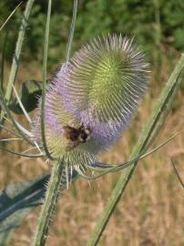 Fotografia da espécie Dipsacus fullonum