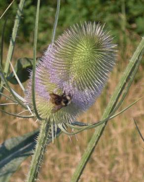 Fotografia 12 da espécie Dipsacus fullonum no Jardim Botânico UTAD