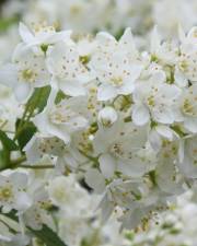 Fotografia da espécie Deutzia gracilis