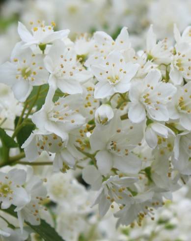 Fotografia de capa Deutzia gracilis - do Jardim Botânico