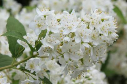 Fotografia da espécie Deutzia gracilis