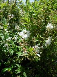 Fotografia da espécie Deutzia gracilis