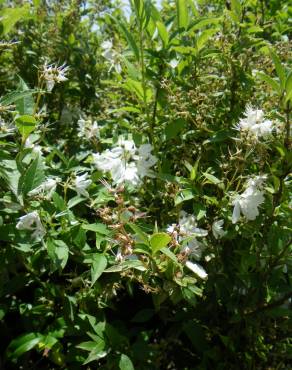 Fotografia 4 da espécie Deutzia gracilis no Jardim Botânico UTAD