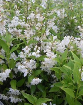 Fotografia 5 da espécie Deutzia gracilis no Jardim Botânico UTAD