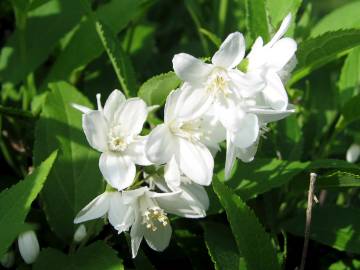 Fotografia da espécie Deutzia gracilis