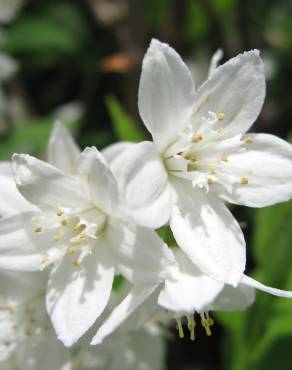 Fotografia 7 da espécie Deutzia gracilis no Jardim Botânico UTAD