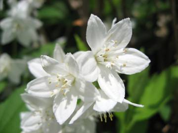 Fotografia da espécie Deutzia gracilis