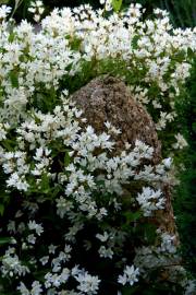 Fotografia da espécie Deutzia gracilis