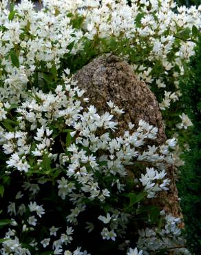 Fotografia 8 da espécie Deutzia gracilis no Jardim Botânico UTAD