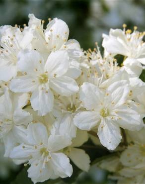 Fotografia 9 da espécie Deutzia gracilis no Jardim Botânico UTAD