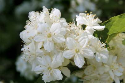 Fotografia da espécie Deutzia gracilis