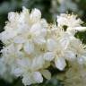 Fotografia 9 da espécie Deutzia gracilis do Jardim Botânico UTAD