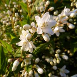 Fotografia da espécie Deutzia gracilis