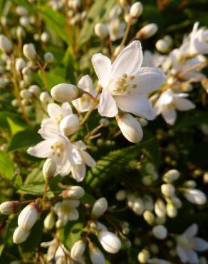 Fotografia 10 da espécie Deutzia gracilis no Jardim Botânico UTAD