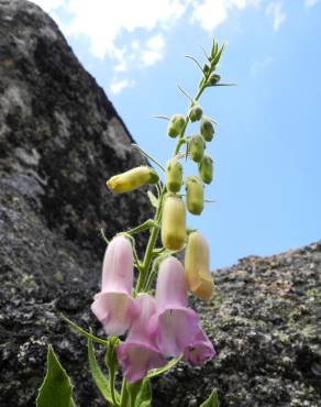 Fotografia 6 da espécie Digitalis thapsi no Jardim Botânico UTAD