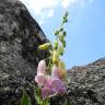 Fotografia 6 da espécie Digitalis thapsi do Jardim Botânico UTAD