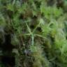 Fotografia 10 da espécie Drosera rotundifolia do Jardim Botânico UTAD