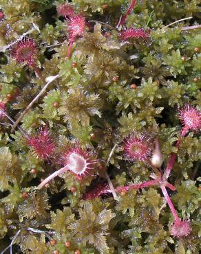 Fotografia 12 da espécie Drosera rotundifolia no Jardim Botânico UTAD