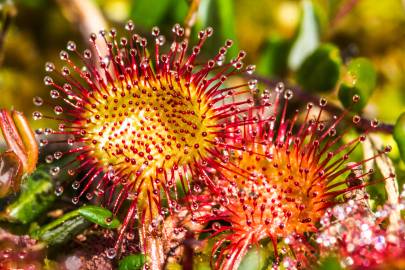 Fotografia da espécie Drosera rotundifolia