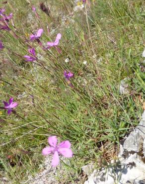 Fotografia 5 da espécie Dianthus caryophyllus no Jardim Botânico UTAD