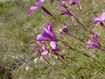 Fotografia da espécie Dianthus caryophyllus