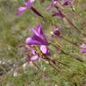 Fotografia 6 da espécie Dianthus caryophyllus do Jardim Botânico UTAD