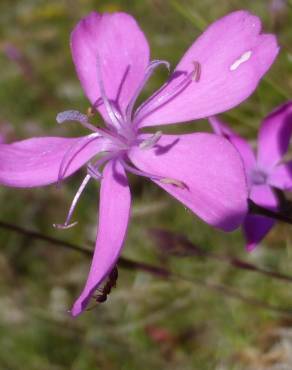 Fotografia 7 da espécie Dianthus caryophyllus no Jardim Botânico UTAD