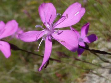 Fotografia da espécie Dianthus caryophyllus