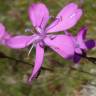 Fotografia 7 da espécie Dianthus caryophyllus do Jardim Botânico UTAD