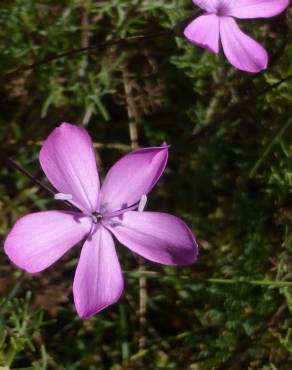 Fotografia 8 da espécie Dianthus caryophyllus no Jardim Botânico UTAD