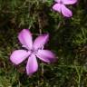 Fotografia 8 da espécie Dianthus caryophyllus do Jardim Botânico UTAD