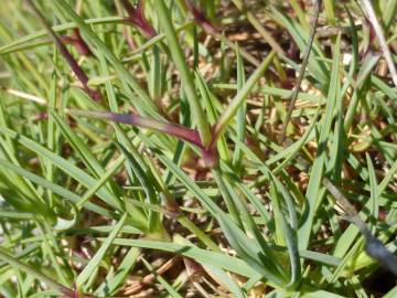 Fotografia da espécie Dianthus caryophyllus