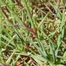 Fotografia 9 da espécie Dianthus caryophyllus do Jardim Botânico UTAD