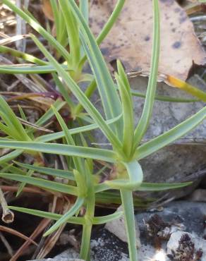 Fotografia 10 da espécie Dianthus caryophyllus no Jardim Botânico UTAD