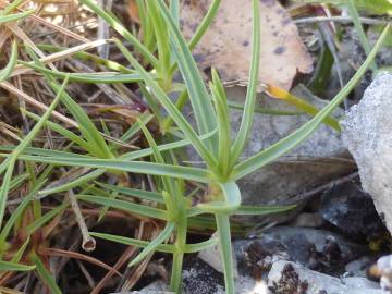 Fotografia da espécie Dianthus caryophyllus