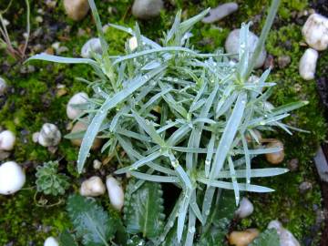 Fotografia da espécie Dianthus caryophyllus