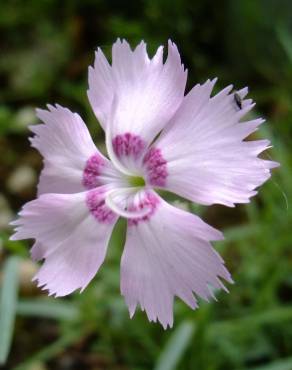 Fotografia 1 da espécie Dianthus caryophyllus no Jardim Botânico UTAD