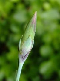 Fotografia da espécie Dianthus caryophyllus