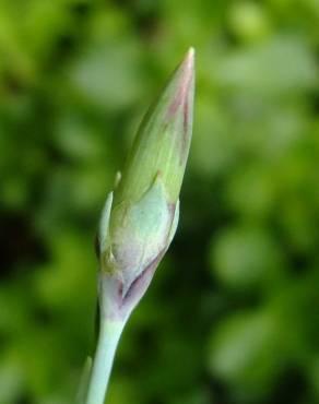 Fotografia 13 da espécie Dianthus caryophyllus no Jardim Botânico UTAD