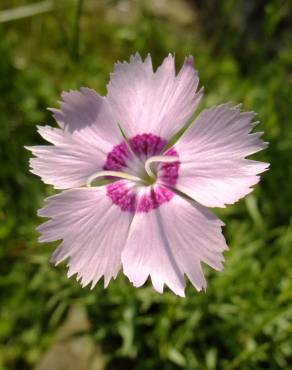 Fotografia 14 da espécie Dianthus caryophyllus no Jardim Botânico UTAD