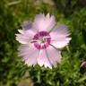 Fotografia 14 da espécie Dianthus caryophyllus do Jardim Botânico UTAD