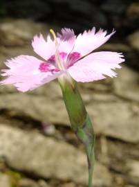 Fotografia da espécie Dianthus caryophyllus