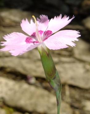Fotografia 15 da espécie Dianthus caryophyllus no Jardim Botânico UTAD