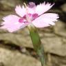 Fotografia 15 da espécie Dianthus caryophyllus do Jardim Botânico UTAD