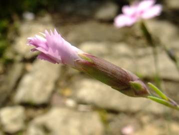 Fotografia da espécie Dianthus caryophyllus