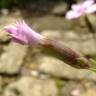 Fotografia 16 da espécie Dianthus caryophyllus do Jardim Botânico UTAD