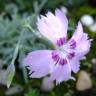 Fotografia 17 da espécie Dianthus caryophyllus do Jardim Botânico UTAD