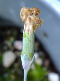 Fotografia da espécie Dianthus caryophyllus