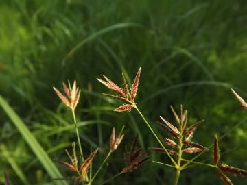 Fotografia da espécie Cyperus longus